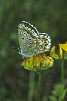 Polyommatus hispana
