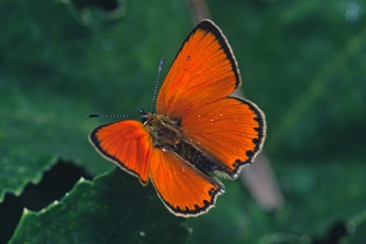 Heodes virgaurea,Ducat Butterfly