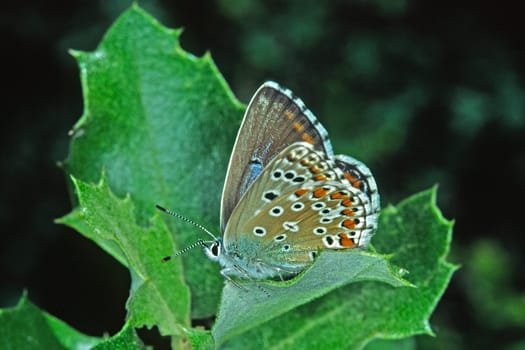 Polyommatus hispana