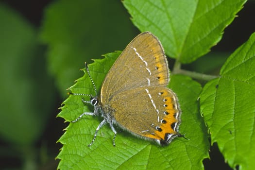 Satyrium pruni,Strymonidia pruni,Plum Spotted Butterfly,Plum Tip Butterfly