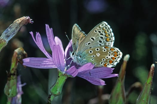 Polyommatus hispana