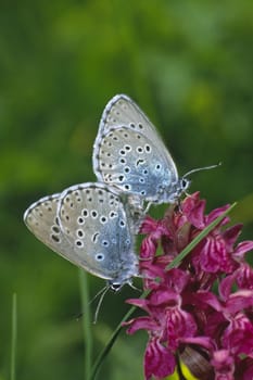 Maculinea arion,Black-spotted blue. Mating