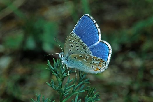 Polyommatus bellargus (Lysandra bellargus) Himmelblauer Bläuling