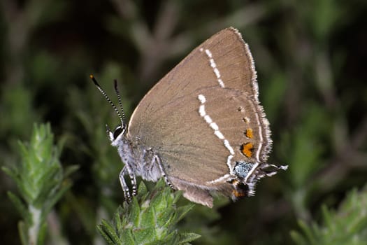 Satyrium spini,Strymonidia spini,Blackthorn Spotted Butterfly,Blackthorn Butterfly