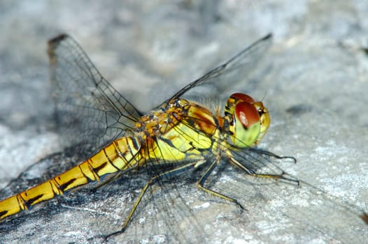 Marsh Heather,Sympetrum depressiusculum