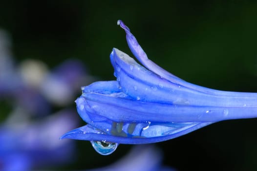 Ornamental lily,Agapanthus africanus