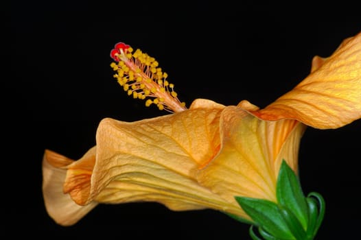 Hibiscus flower