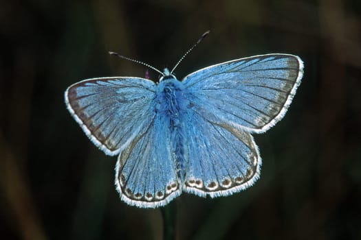 Polyommatus coridon (Lysandra coridon) Silver-green blue,male