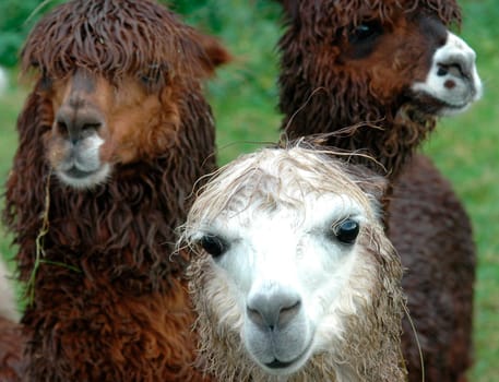 Lama