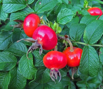 Rose hip