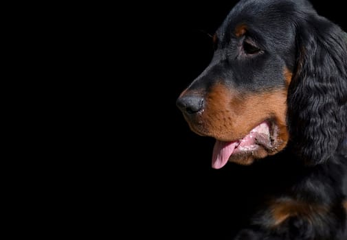 Dog portrait cropped on black background