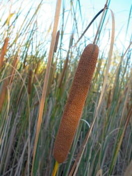 Reed plant