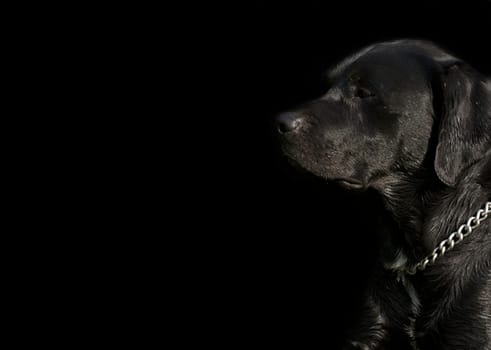 Dog portrait cropped on black background