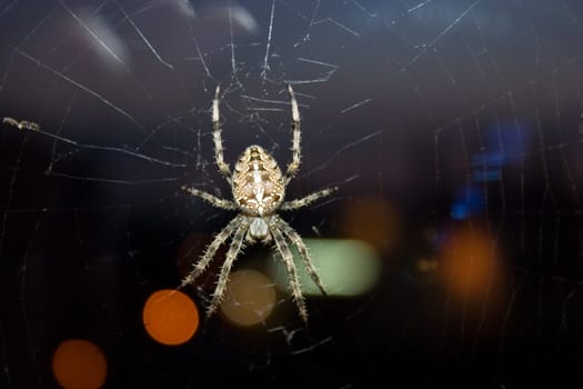 Cross spider (Araneus diadematus)