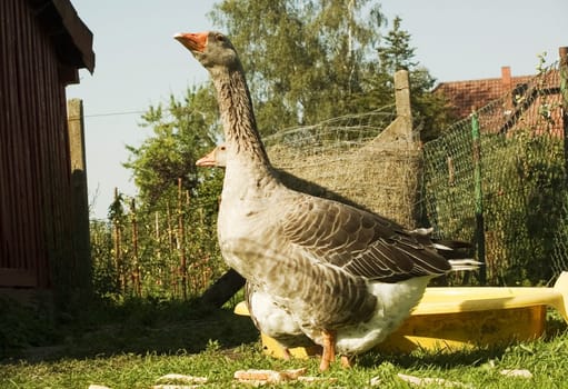 Gander