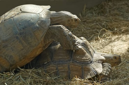 Mating of giant tortoises