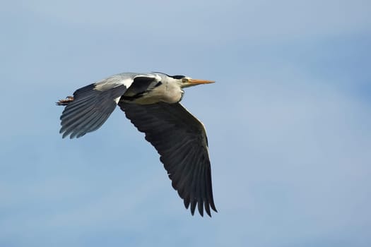 Grey herons in flight
