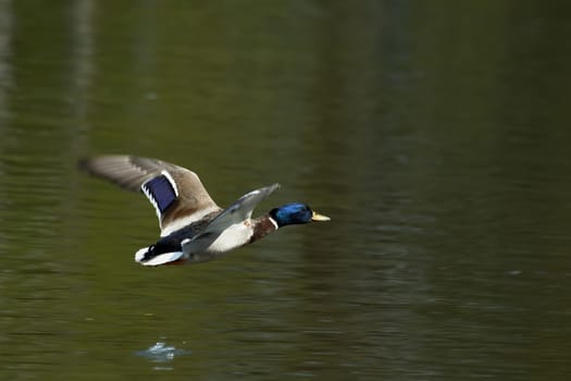 Mallard in flight
