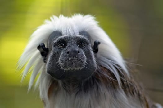 Lisz monkey