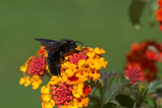 Wood bee on fireweed