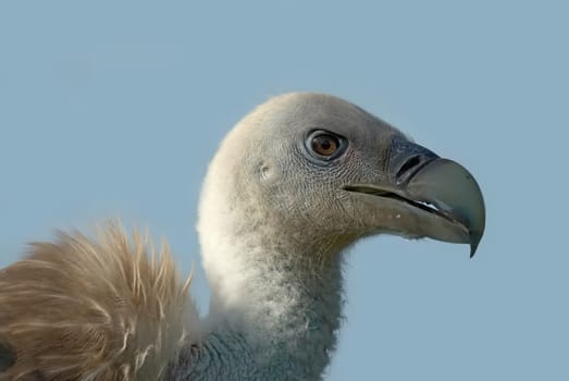 Griffon Vulture Portrait