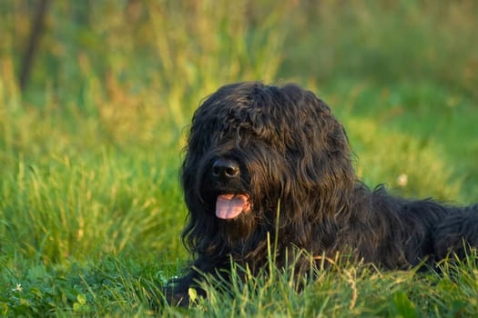 Briard in the evening sun