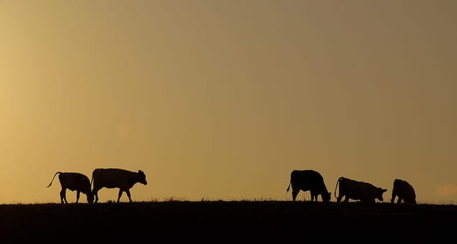 The cows also made their way to the barn......!