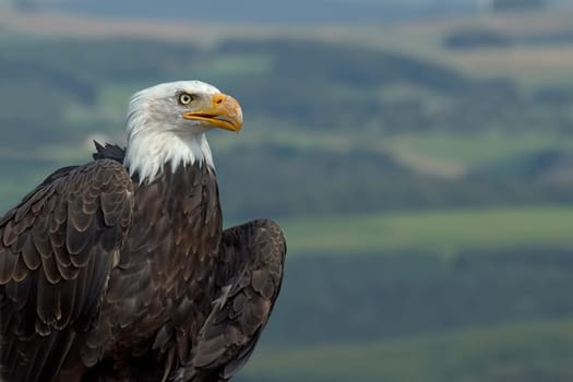 Bald Eagle Portrait