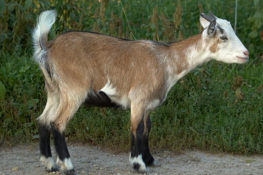 young goat