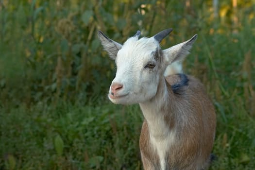 young goat