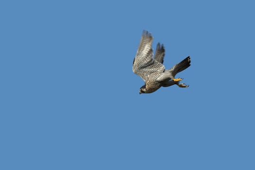Peregrine falcon in flight
