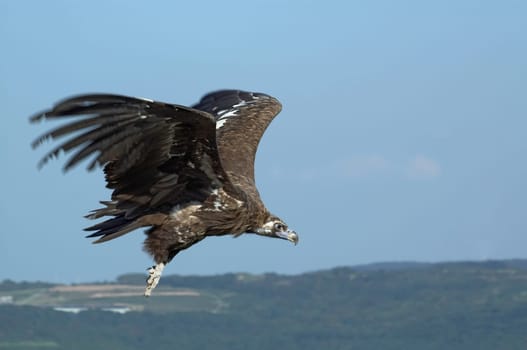 Black vulture in flight