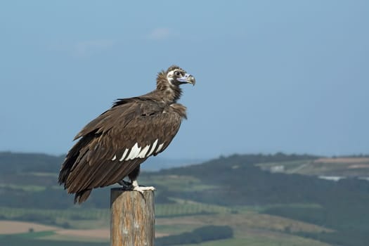 Black vulture