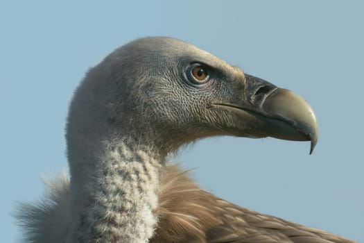 Griffon Vulture Portrait