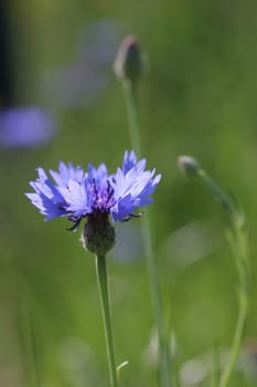 Cornflower