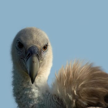Griffon Vulture Portrait