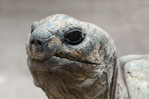 Giant Tortoise Portrait