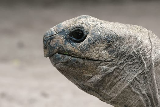 Giant Tortoise Portrait