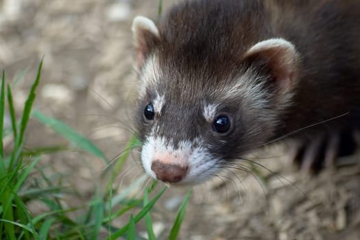 Ferret