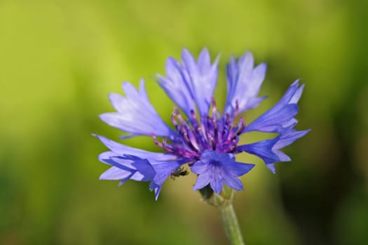 Cornflower