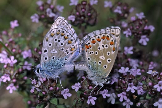 Polyommatus bellargus,Lysandra bellargus,Sky-blue blue,Copula,mating