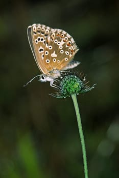 Polyommatus coridon,Lysandra coridon,Silver-green blue,Female