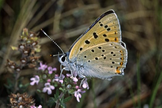 Heodes (Lycaena) alciphron,Violet Fire Butterfly