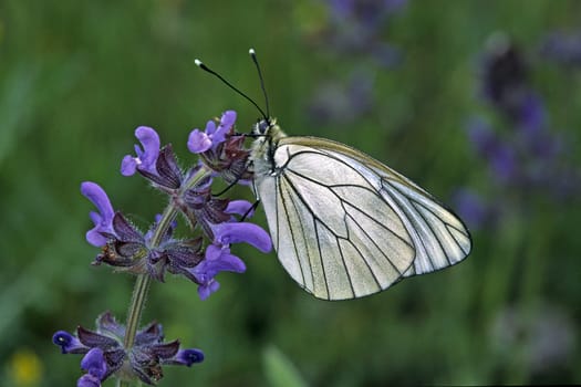 Aporia crataegi,tree white on meadow sage,Salvia pratenis
