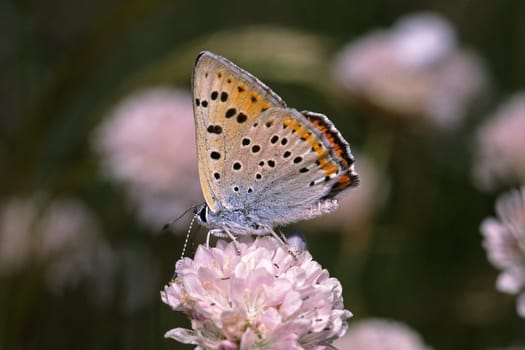 Heodes (Lycaena) alciphron,Violet Fire Butterfly