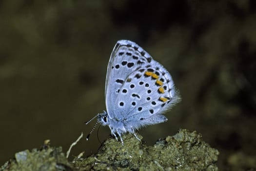Pseudophilotes baton,Grey-blue blue