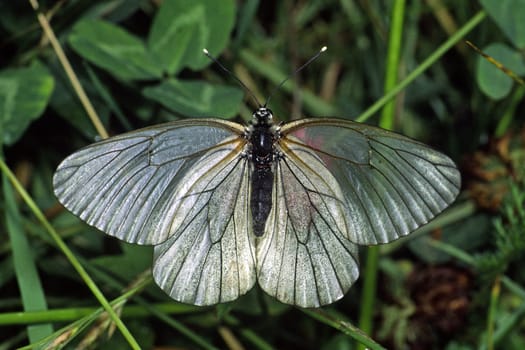 Aporia crataegi,tree white,dormant