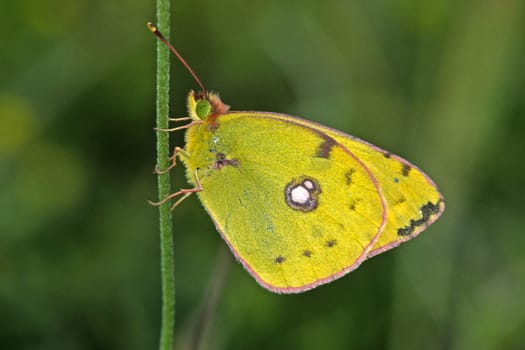 Colias australis,horseshoe clover yellowling