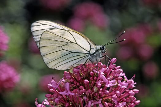 Aporia crataegi,Tree white on red spurflower,Centranthus ruber