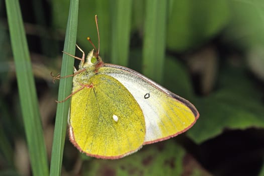 Colias palaeno,Yellowling
